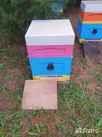 Ульи пчёлы матки