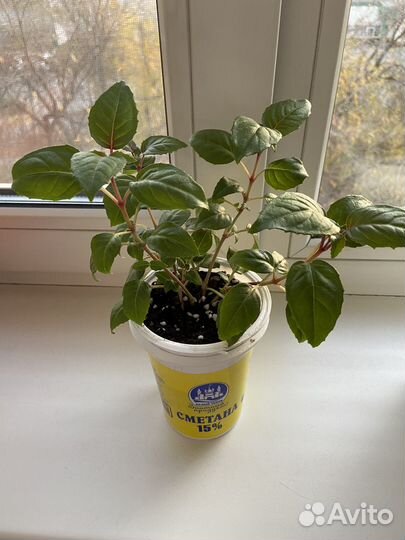 Фуксия General Monk Rot Blau(продажа или обмен)