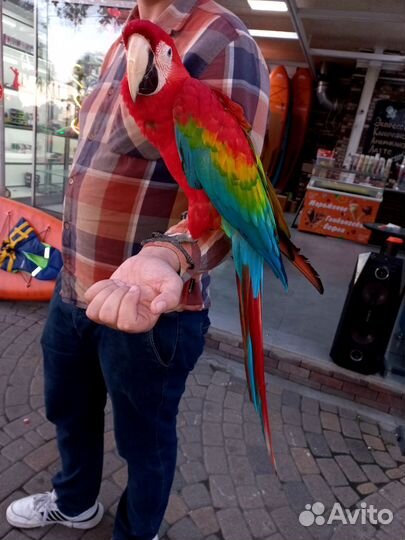 Большой попугай