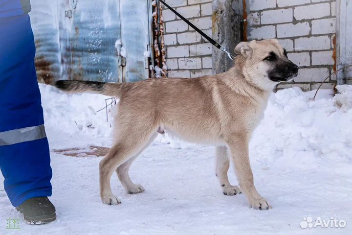 Щенок Тед, 5 месяцев