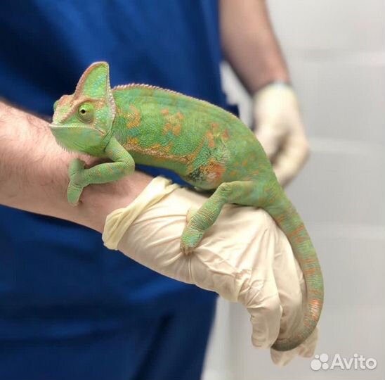 Герпетолог - осмотр лечение онлайн консультация