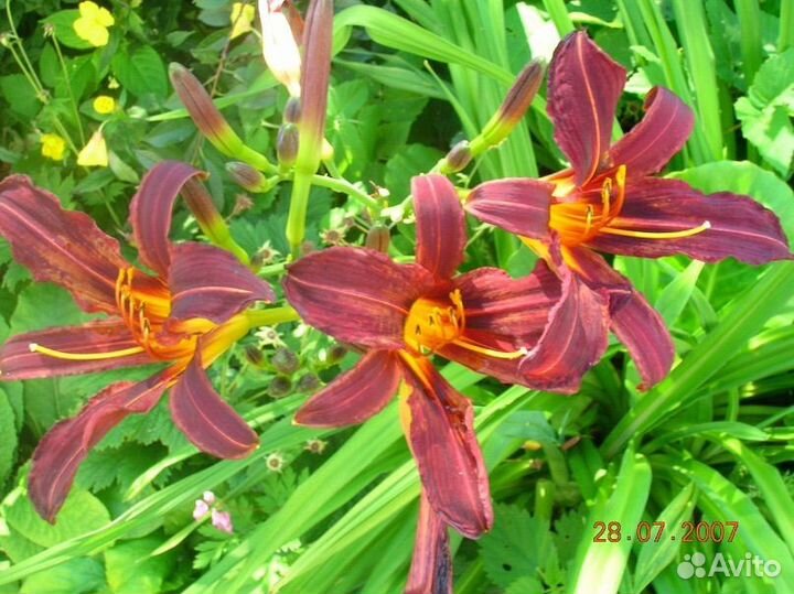 Лилейник бордовый