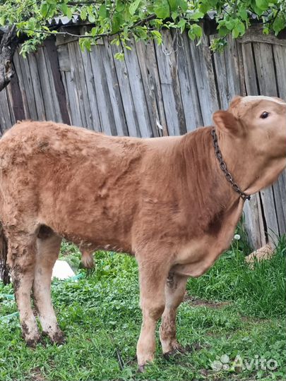 Бычки и телки