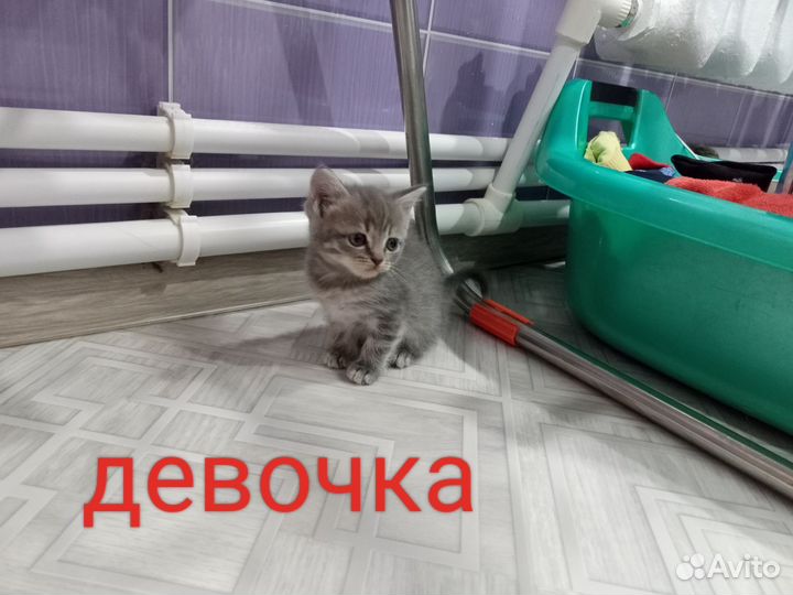 Продаются Шотландские вислоухие котята