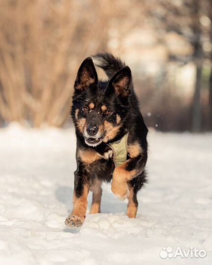 Собака в добрые руки бесплатно