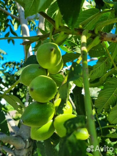 Саженцы манжурского ореха