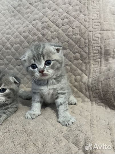 Вислоухие котята