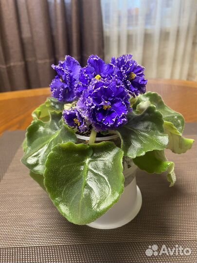 Сортовые фиалки