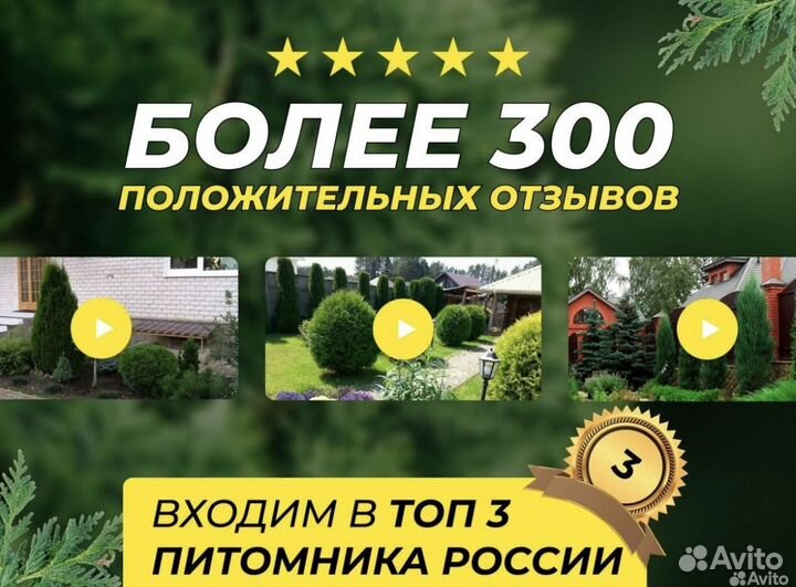 Туя смарагд 1,5 м