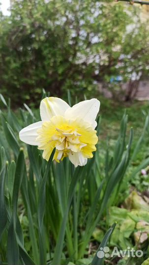 Луковицы нарциссов