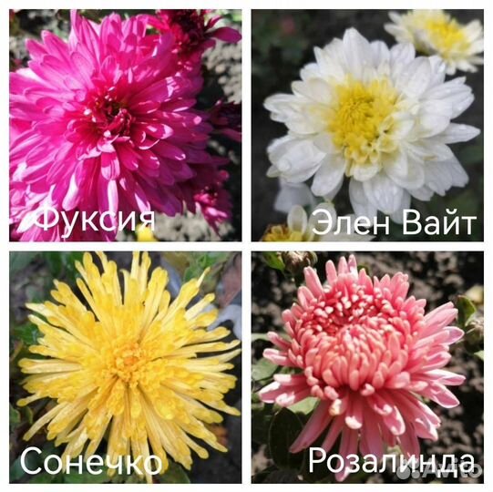 Хризантема корейская и мультифлора