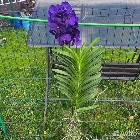 Орхидея Ванда