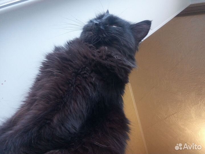 Кот Бегемот