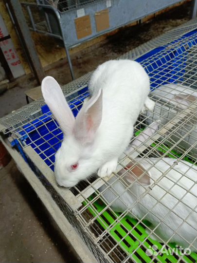 Кролики белый паннон