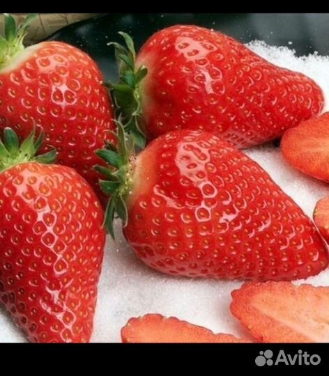 Рассада клубники