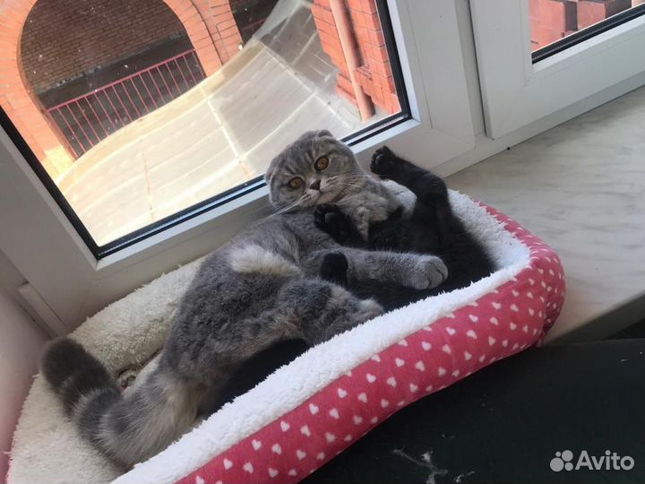 Шотландская вислоухая