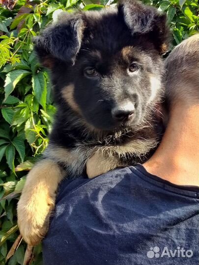 Девочки немецкой овчарки