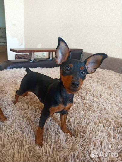 Цвергпинчер девочка(мини доберман)