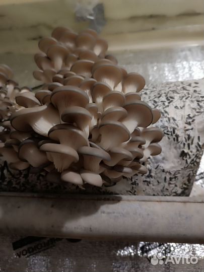 Грибные блоки вешенки