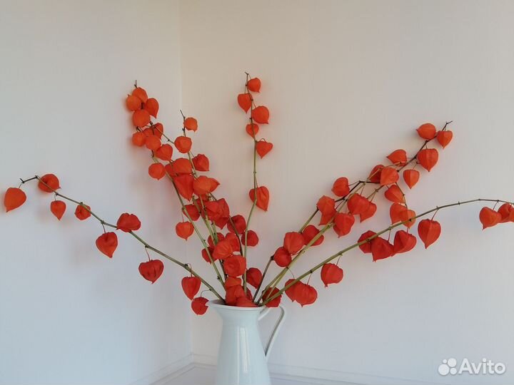 Сухоцветы, физалис, букет