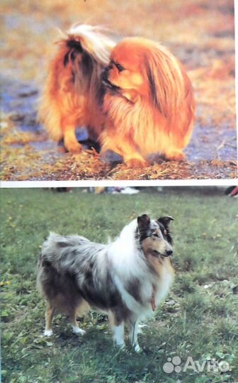 Собаки и уход за ними