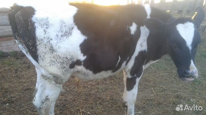 Бычок 5 месяцев