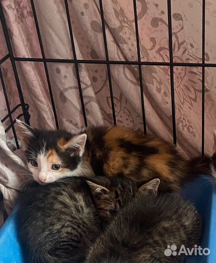 Котята - малыши 1,5 мес