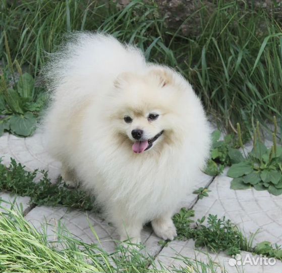 Померанский шпиц мини