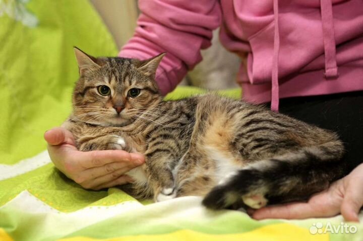 Плюшевый Тигрик в поиске дом