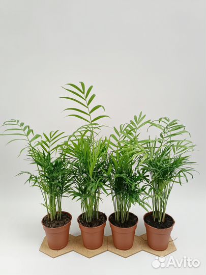 Пальма Хамедорея Элеганс