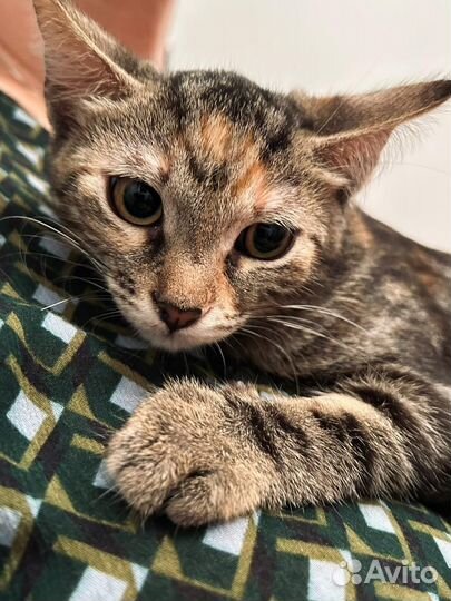 Кошечка в добрые руки