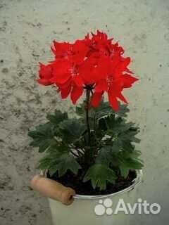 Пеларгонии звёздчатые и плющелистные
