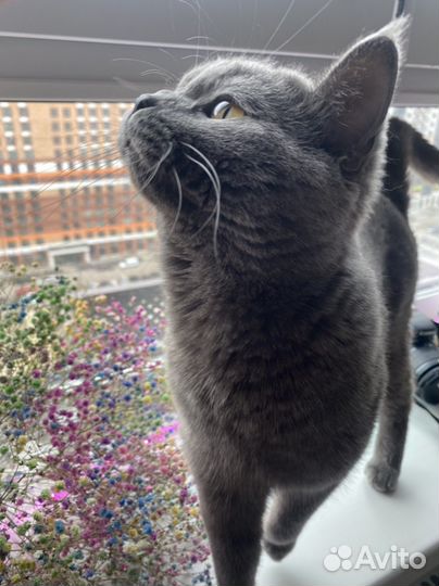 Британец вязка