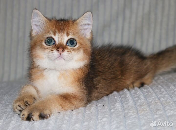 Котенок британская шиншилла золотистый