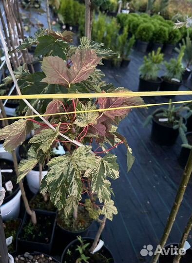 Клен Остролистный