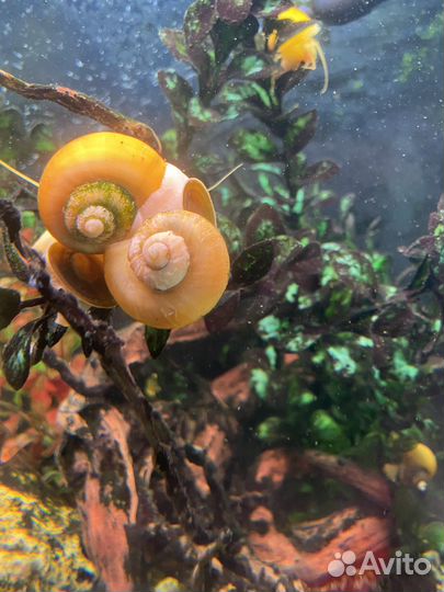 Улитки аквариумные ампулярии