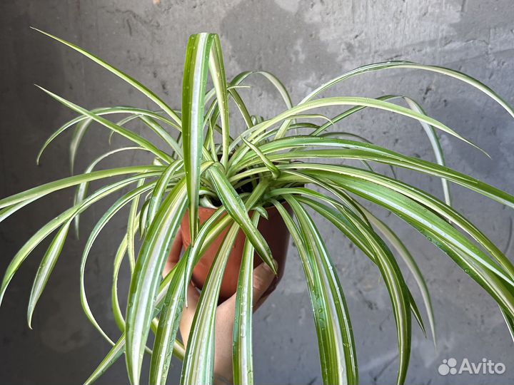 Хлорофитум