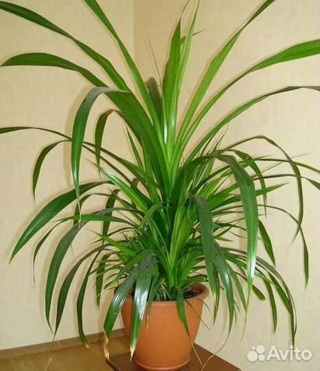 Древовидная пальма комнатная