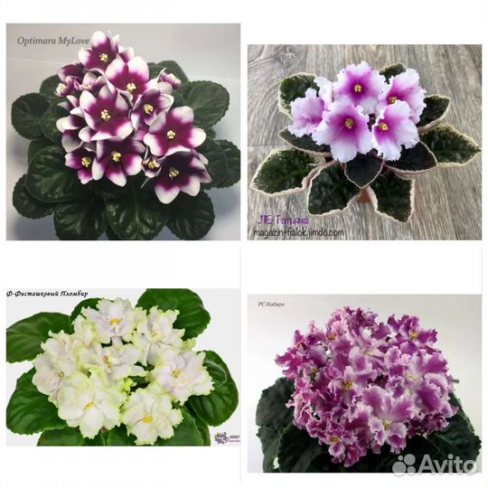 Фиалка, детки