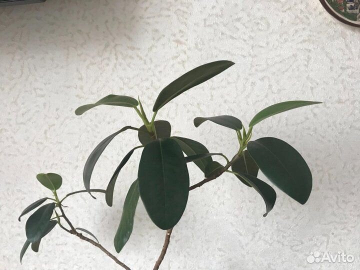 Цветок фикус