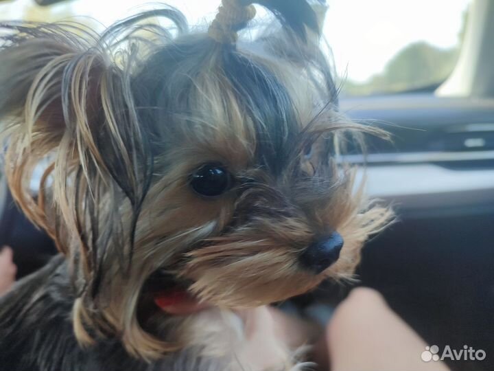 Йоркширский терьер мини вязка