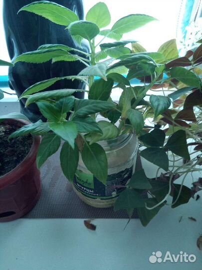 Цветы разные Юкка