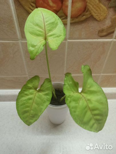 Сингониумы