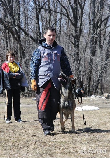 Дрессировка собак - окд, зкс, IGP. Тренинг