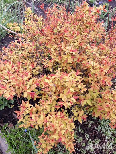 Спирея японская