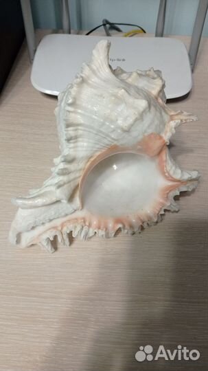 Раковина ракушка большая