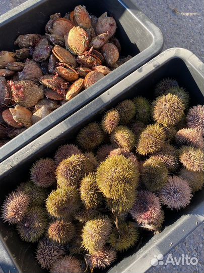 Морские ежи живые, гребешки, мидии и т.д