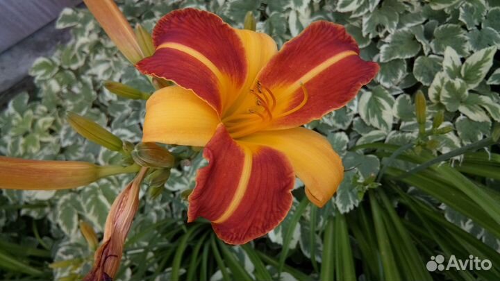 Предлагаю корневище Hemerocallis 