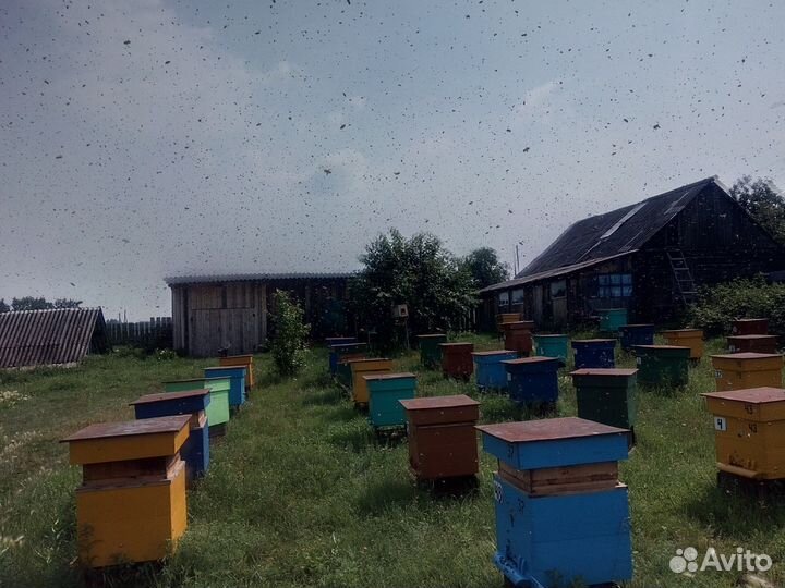 Мед Личная пасека
