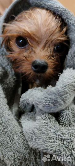 Йоркширский терьер мини вязка и щенки от него